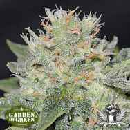 Garden of Green Seeds Super Skunk Kush